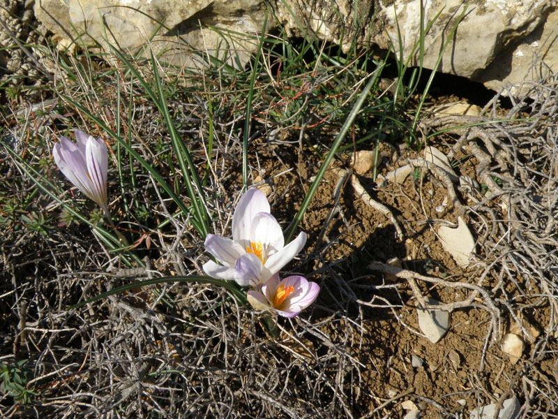 Crocus versicolor - Zafferano della Riviera